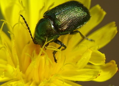 Cryptocephalus sericeus