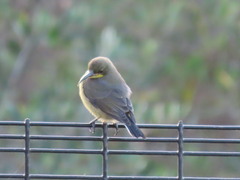 Nectarinia famosa famosa