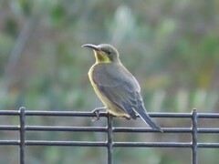 Nectarinia famosa famosa