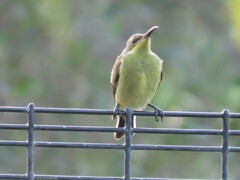 Nectarinia famosa famosa