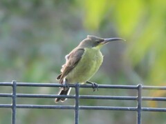 Nectarinia famosa famosa