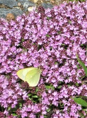 Colias palaeno