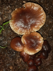 Gymnopus brassicolens