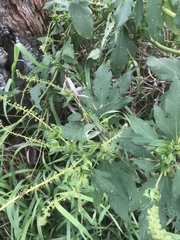 Ambrosia trifida trifida