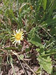 Arctotis arctotoides