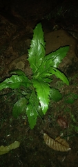 Eryngium foetidum