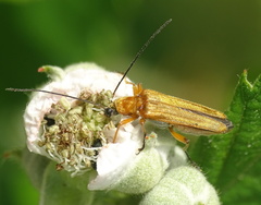 Oedemera podagrariae