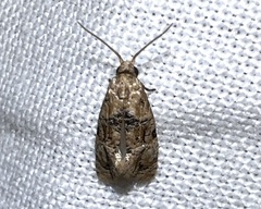 Cochylina