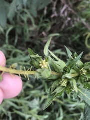 Ambrosia trifida trifida