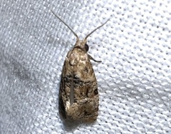 Cochylina