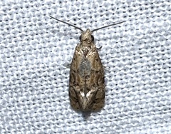 Cochylina
