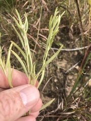 Lithospermum incisum