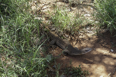 Varanus gouldii