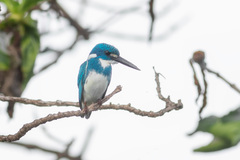 Alcedo coerulescens