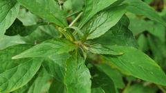 Lysimachia decurrens