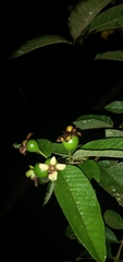 Psidium
