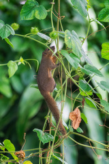 Callosciurus notatus