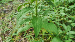Lysimachia decurrens