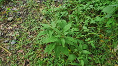Lysimachia decurrens