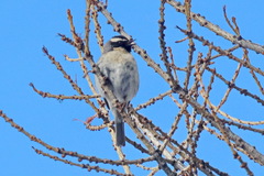 Prunella atrogularis
