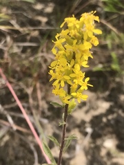 Solidago nemoralis decemflora