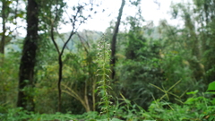 Lysimachia decurrens