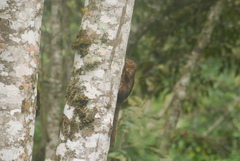 Sciurus pyrrhinus