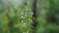 Lysimachia decurrens