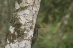 Sciurus pyrrhinus