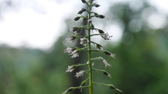 Lysimachia decurrens