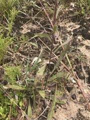 Solidago nemoralis decemflora