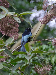 Dicrurus hottentottus