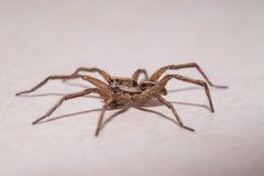 Lycosa erythrognatha