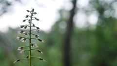 Lysimachia decurrens