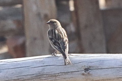 Leucosticte nemoricola