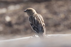 Leucosticte nemoricola