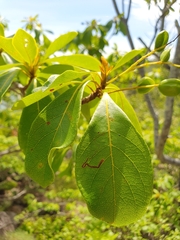 Terminalia porphyrocarpa