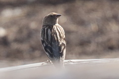 Leucosticte nemoricola