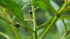 Lysimachia decurrens