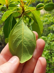 Terminalia porphyrocarpa