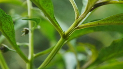 Lysimachia decurrens