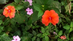 Impatiens walleriana