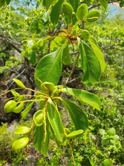 Terminalia porphyrocarpa