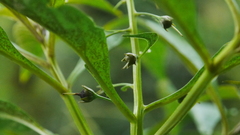 Lysimachia decurrens