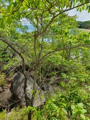 Terminalia porphyrocarpa