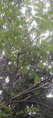 Spondias purpurea