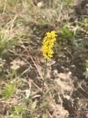Solidago nemoralis decemflora