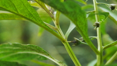 Lysimachia decurrens