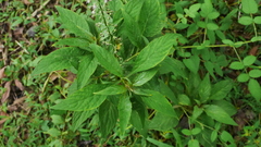 Lysimachia decurrens