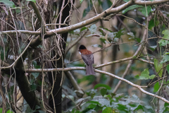 Hemixos castanonotus